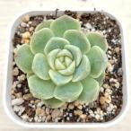 多肉植物 エケベリア モンロージェネレーションホワイト 7.5cmポット苗