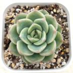 多肉植物 エケベリア ムーン 7.5cmポット苗