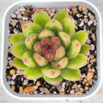 多肉植物 エケベリア キャンディージェニー 7.5cmポット苗