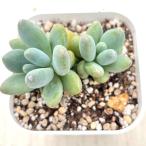 多肉植物 エケベリア アップルミルク 7.5cmポット苗