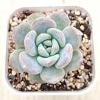 多肉植物 エケベリア チョーク 7.5cmポット苗
