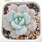 多肉植物 エケベリア スノーハイビスカス 7.5cmポット苗