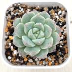 多肉植物 エケベリア セブンフェアリーズ 7.5cmポット苗