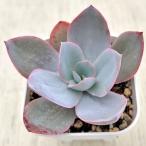 多肉植物 エケベリア カンテ 7.5cmポット苗