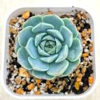 多肉植物 エケベリア グリーントレジャーボトル 7.5cmポット苗