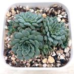 多肉植物 エケベリア スモールレッドデージー 7.5cmポット苗