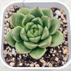 ショッピングエケベリア 多肉植物 エケベリア スプリングスプリング 7.5cmポット苗