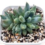 多肉植物 エケベリア カラフルスター 7.5cmポット苗
