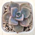 多肉植物 エケベリア レインボーキャンディー 7.5cmポット苗