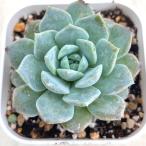 多肉植物 エケベリア フェイバー 7.5cmポット苗