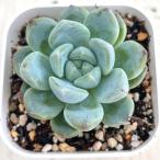 多肉植物 エケベリア スイートスプリング 7.5cmポット苗