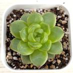 多肉植物 エケベリア グリーンダイアモンドジェニー 7.5cmポット苗