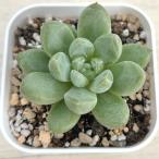 多肉植物 エケベリア プラットフォームジェニー 7.5cmポット苗