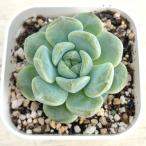 多肉植物 エケベリア ブライトムーンスター 7.5cmポット苗