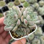  суккулентное растение ekebe задний лёд рубин 7.5cm pot рассада 