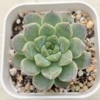多肉植物 エケベリア ピンクサクラ 7.5cmポット苗