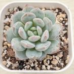 多肉植物 エケベリア スターオレンジ 7.5cmポット苗