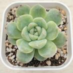 多肉植物 エケベリア イリュージョンバブル 7.5cmポット苗