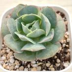 多肉植物 エケベリア クロアチアローズ 7.5cmポット苗