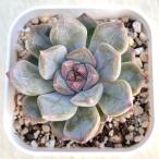 多肉植物 エケベリア ナイチンゲール 7.5cmポット苗