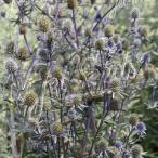 【当店農場生産】エリンジウム プラナム 9cmポット苗 耐寒性宿根草