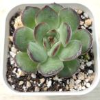 ショッピングエケベリア 多肉植物 エケベリア ミートソースローズ 7.5cmポット苗