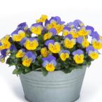 [ наш магазин сельское хозяйство место производство ] viola цветочный энергия желтый голубой Wing ( цветок нет рассада ) 9cm pot рассада цветок .......!