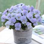 ビオラ ビビ ヘブンリーブルーインプ（花なし苗） 9cmポット苗 花壇や寄せ植えに♪