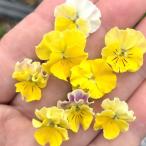 [ наш магазин сельское хозяйство место производство ] viola Mini fli Fooly Cooly a желтый ( цветок нет рассада ) 9cm pot рассада цветок .......!