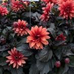 八重咲きダリア ラベラ・グランデ チョコレートアプリコット 9cmポット苗