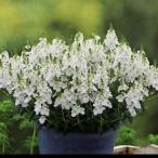 [ наш магазин сельское хозяйство место производство ] Dias sia super белый 9cm pot рассада большой колесо . АО. .......!