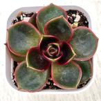 ショッピングエケベリア 多肉植物 エケベリア レッドライト 7.5cmポット苗
