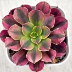  суккулентное растение aeoniummete.-sa7.5cm pot рассада 
