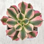  суккулентное растение aeonium розовый wichi7.5cm pot рассада 