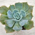 ショッピングエケベリア 多肉植物 エケベリア デザートキャメル 7.5cmポット苗