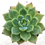 ショッピングエケベリア 多肉植物 エケベリア アプリシエイティング ザ ムーン 7.5cmポット苗