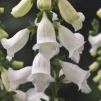 【当店農場生産】ジキタリス Hanabee 