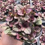 [ сотрудничество сельское хозяйство место производство ] живучка балка gun ti свечение 9cm pot рассада почвопокровные растения оптимальный!