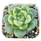  суккулентное растение ekebe задний Jenny No.271 7.5cm pot рассада 