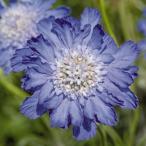 [ наш магазин сельское хозяйство место производство ] cкабиоза мех ma голубой 9cm pot рассада выдерживающий холод . срезанный цветок вид 