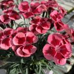 【当店農場生産】ダイアンサス ディアンティカ ルビーオレンジ 9cmポット苗