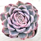 多肉植物 エケベリア スノーボール錦 7.5cmポット苗