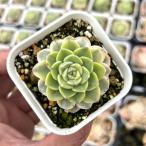  суккулентное растение ekebe задний розовый кукла .7.5cm pot рассада 