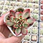  суккулентное растение ekebe задний pi-chibro Sam .7.5cm pot рассада 