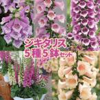 【当店農場生産】ジキタリス 5種類5鉢セット 9cmポット苗 鉢植えや花壇に最適！12/24更新