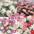 ショッピング苗 【当店農場生産】マーガレット 4種類4鉢セット 9cmポット苗 半耐寒性多年草 12/24更新