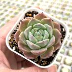  суккулентное растение ekebe задний лёд кукла 7.5cm pot рассада 