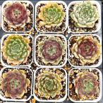 多肉植物 エケベリア サラジSP 7.5cmポット苗