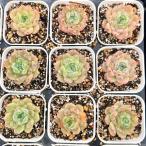  суккулентное растение ekebe задний ведро ведро 7.5cm pot рассада 