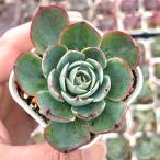  суккулентное растение ekebe настоящий nyo колено exwarusa-7.5cm pot рассада 